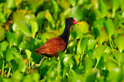 Wattled Jacana