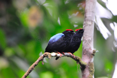 Tobago 3-12-13 1244.JPG
