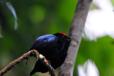 Tobago 3-12-13 1249.JPG
