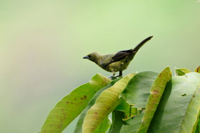 Tobago 3-12-13 1313.JPG