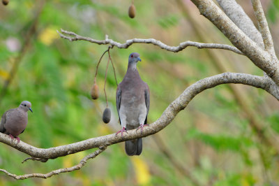 Tobago 3-12-13 1352.JPG