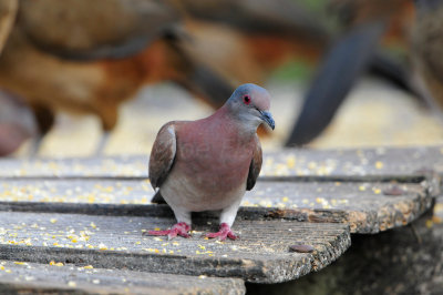 Tobago 3-12-13 1353.JPG