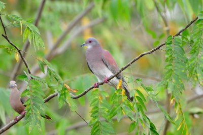Tobago 3-12-13 1382.JPG