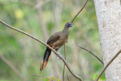 Rufous-vented Chacalaca