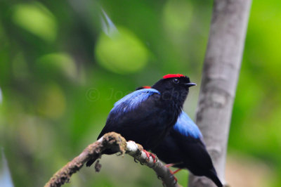 Tobago 3-12-13 1256.JPG