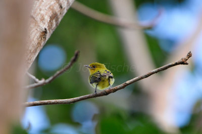 Tobago 3-12-13 1413.JPG