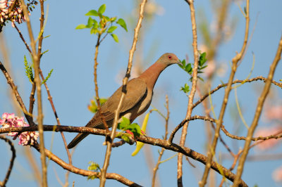 Tobago 3-14-13 1587.JPG