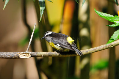 Tobago 3-14-13 1694.JPG