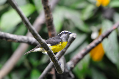 Tobago 3-14-13 1768.JPG
