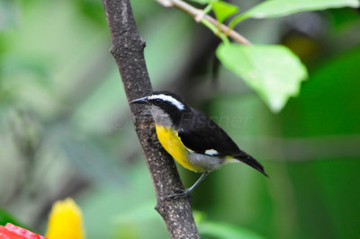 Tobago 3-14-13 1773.JPG