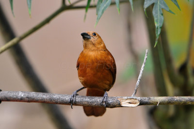 Tobago 3-14-13 1770.JPG