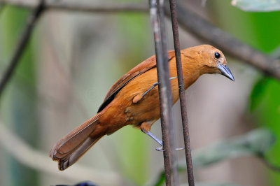 Tobago 3-14-13 1772.JPG