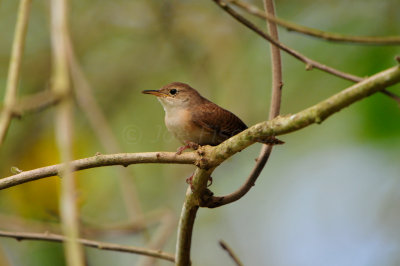 Tobago 3-14-13 1799.JPG