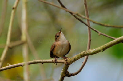 Tobago 3-14-13 1803.JPG
