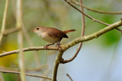 Tobago 3-14-13 1805.JPG