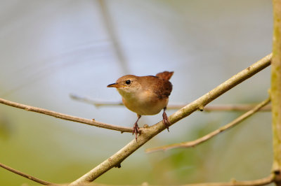 Tobago 3-14-13 1811.JPG