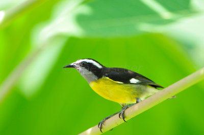 Tobago 3-14-13 1839.JPG