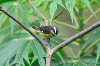 Tobago 3-14-13 1860.JPG