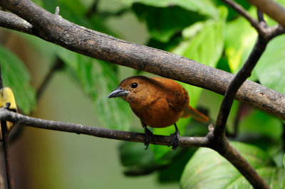 Tobago 3-14-13 1893.JPG