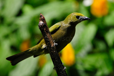 Tobago 3-14-13 1844.JPG