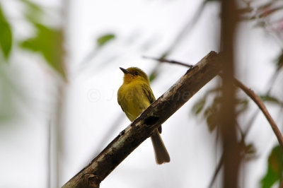 Tobago 3-14-13 2008.JPG