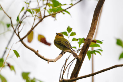 Tobago 3-14-13 2010.JPG