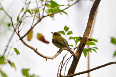 Tobago 3-14-13 2013.JPG