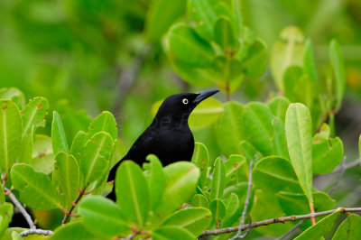 Tobago 3-15-13 2180.JPG