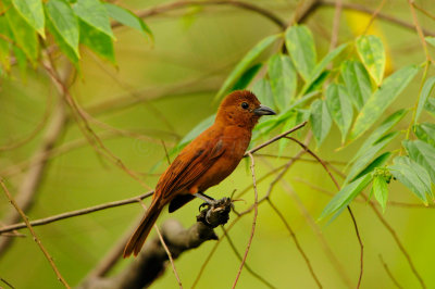 Trinidad 3-16-13 2846.JPG