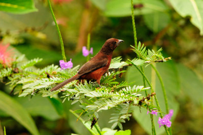 Trinidad 3-16-13 2851.JPG