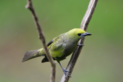Trinidad 3-16-13 2962.JPG