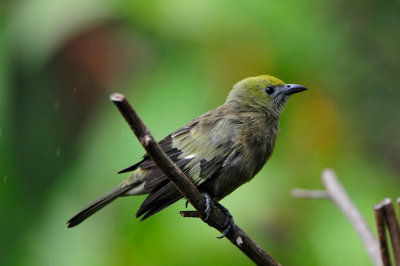 Trinidad 3-16-13 2967.JPG