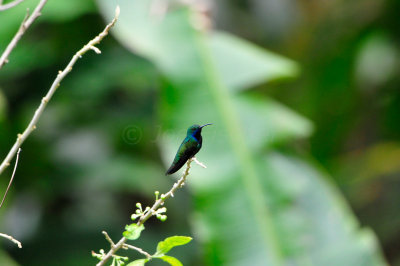 Blue-chinned Sapphire