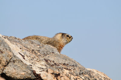 Beartooth Scenic Hwy WY 7-18-13 2292.JPG