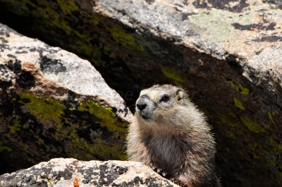 Beartooth Scenic Hwy WY 7-18-13 2299.JPG