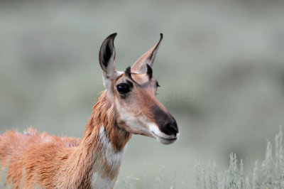 Grand Teton NP 7-6-13 0120.JPG