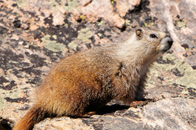 Beartooth Scenic Hwy WY 7-18-13 2300.JPG