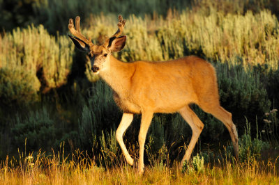 Grand Teton NP 7-8-13 0186.JPG