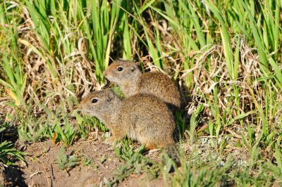 Grand Teton NP 7-8-13 0229.JPG
