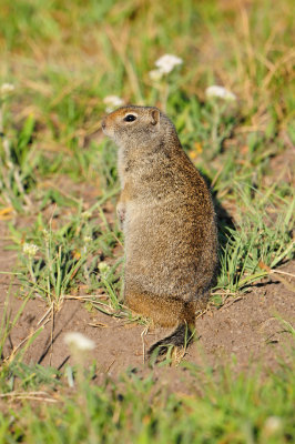 Grand Teton NP 7-8-13 0234.JPG