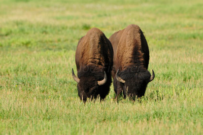 Grand Teton NP 7-8-13 0413.JPG