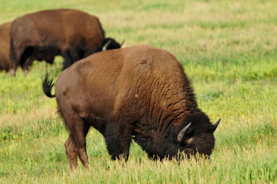 Grand Teton NP 7-8-13 0414.JPG