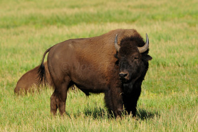 Grand Teton NP 7-8-13 0418.JPG