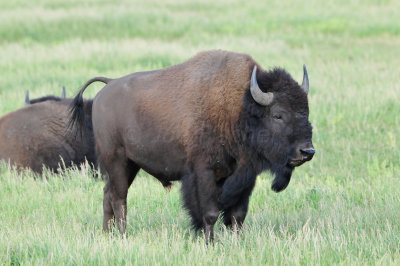 Grand Teton NP 7-8-13 0422.JPG