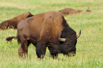 Grand Teton NP 7-8-13 0428.JPG