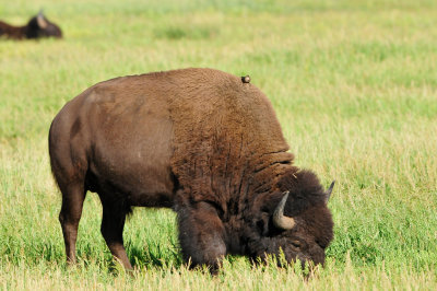 Grand Teton NP 7-8-13 0430.JPG