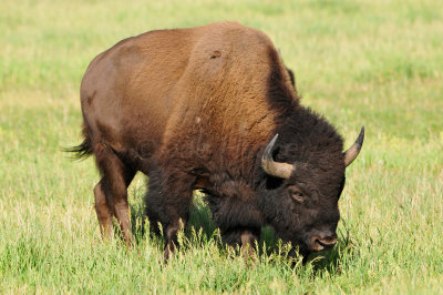 Grand Teton NP 7-8-13 0434.JPG
