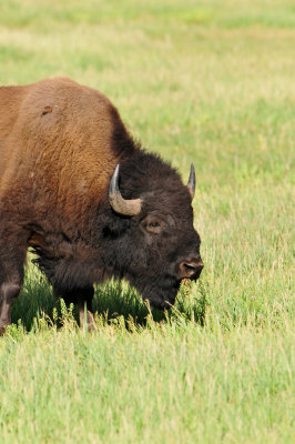 Grand Teton NP 7-8-13 0437.JPG