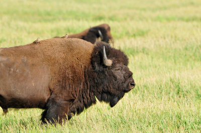 Grand Teton NP 7-8-13 0445.JPG