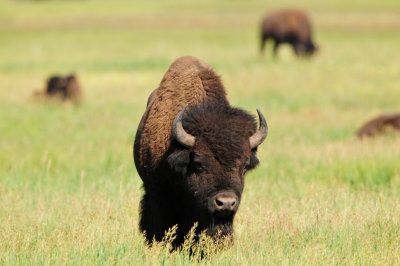Grand Teton NP 7-9-13 0538.JPG